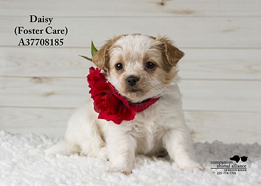 Baton Rouge La Jack Russell Terrier Meet Daisey Foster Care