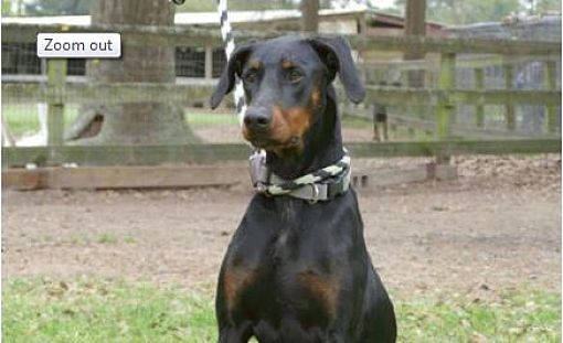 56 Top Images Doberman Puppy Rescue Az / Topanga Doberman Pinscher Baby Adoption Rescue For Sale In Phoenix Arizona Classified Americanlisted Com