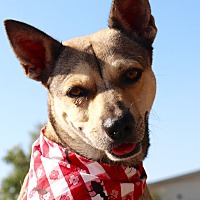 Shiba Inu Puppies For Sale In Iowa Adoptapetcom