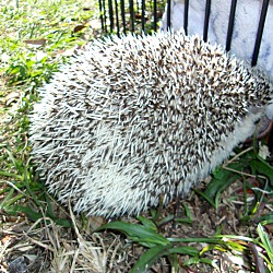 Thumbnail photo of Hedgehog #3