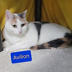 Photo of Avilion
