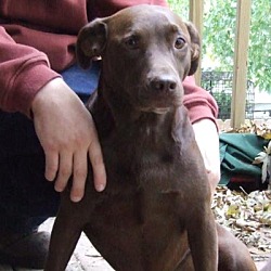 Thumbnail photo of Hershey *ADOPTED* #2
