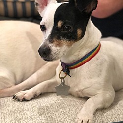 Photo of Geordie