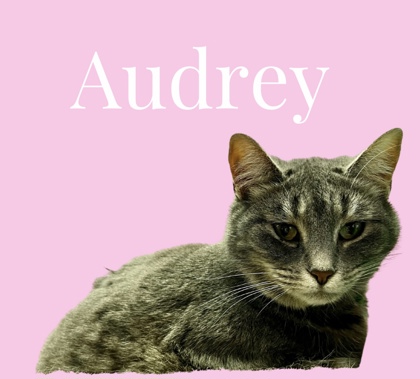 Thumbnail photo of Audrey #2