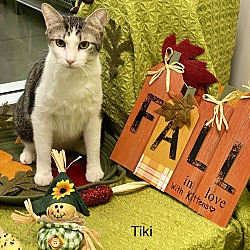 Thumbnail photo of TIKI #2