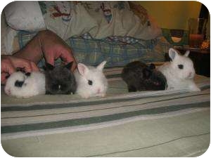 pet dwarf bunnies for sale