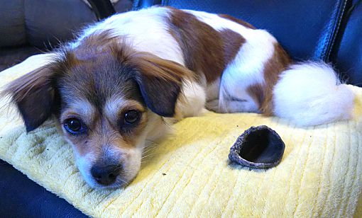 Fulton, NY - Cavalier King Charles Spaniel/Chihuahua. Meet Gigi a Pet ...