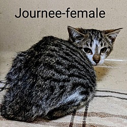 Thumbnail photo of Journee #3