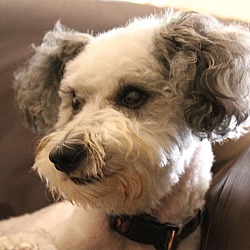 Thumbnail photo of Avalon - Sweet Schnauzer Mix #2