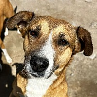 adopt a pet