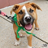 adopt a pet