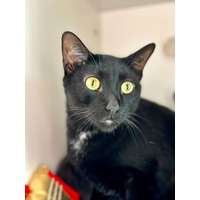adopt-pet