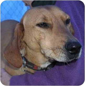 yellow lab coonhound mix