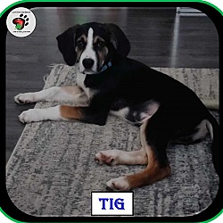 Thumbnail photo of Tig - ADOPTED #3
