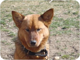 Sagaponack Ny Shiba Inu Meet Addie A Pet For Adoption