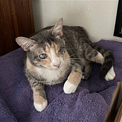 Photo of Blossom the Beautiful diluted Calico