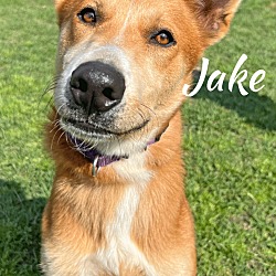 Thumbnail photo of Jake #4