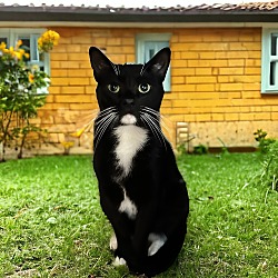 Photo of Workshop or Barn cat Tux