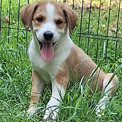 Imperial, MO - Great Pyrenees/Treeing Walker Coonhound. Meet Mickey ...