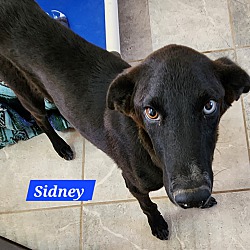 Thumbnail photo of Sidney #3