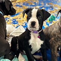 adopt a pet