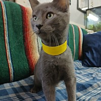 adopt a pet