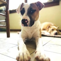 adopt a pet