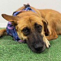 adopt a pet