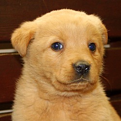 Thumbnail photo of Teddy Kay~adopted! #4