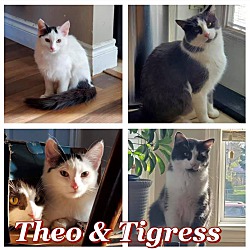 Photo of Theo & Tigress