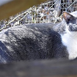 Thumbnail photo of Sugar - NC #3