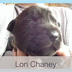 Thumbnail photo of Lon Chaney #4