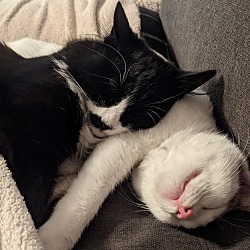 Thumbnail photo of Demi and bonded kitten Fabio #2