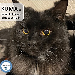 Photo of Kuma