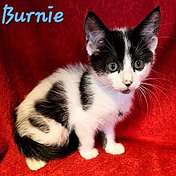 Thumbnail photo of Burnie #4