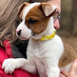 Jack russell terrier store mass