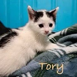 Photo of Tory