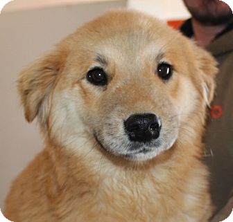 Harrisonburg Va Golden Retriever Meet Creme Brulee A Pet For Adoption