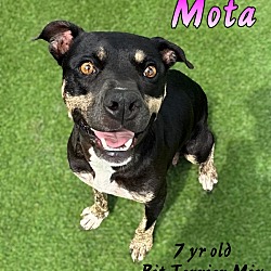 Thumbnail photo of Mota #1