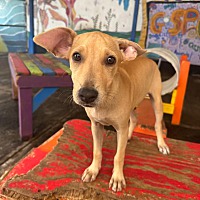 adopt a pet