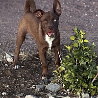 adopt a pet