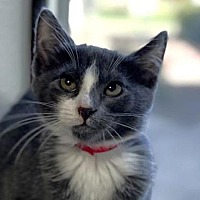 adopt a pet