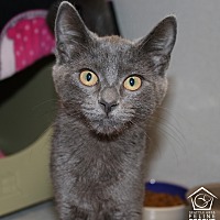 adopt a pet