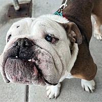 BARNEY - English Bulldog available for adoption