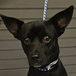 Tarpon *foster needed*