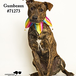 Thumbnail photo of Gumbeaux #1