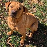 Augusta Dog Adoptions in Staunton, Virginia