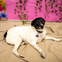 Thumbnail photo of Lucy~adopted! #2