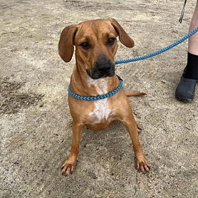 Cumberland, RI - Hound (Unknown Type). Meet Lucy a Pet for Adoption