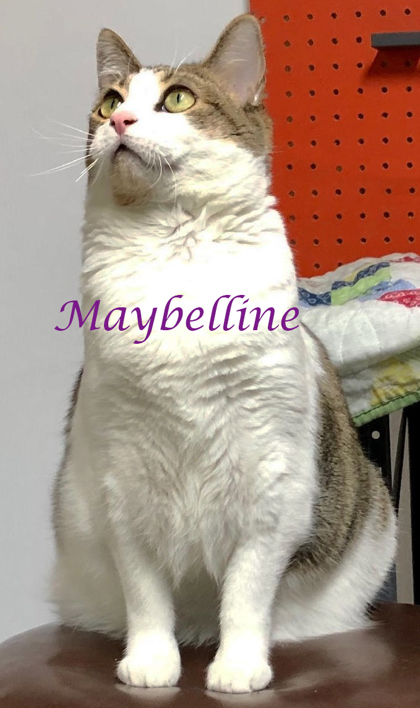 Photo of Maybelline (C23-099)